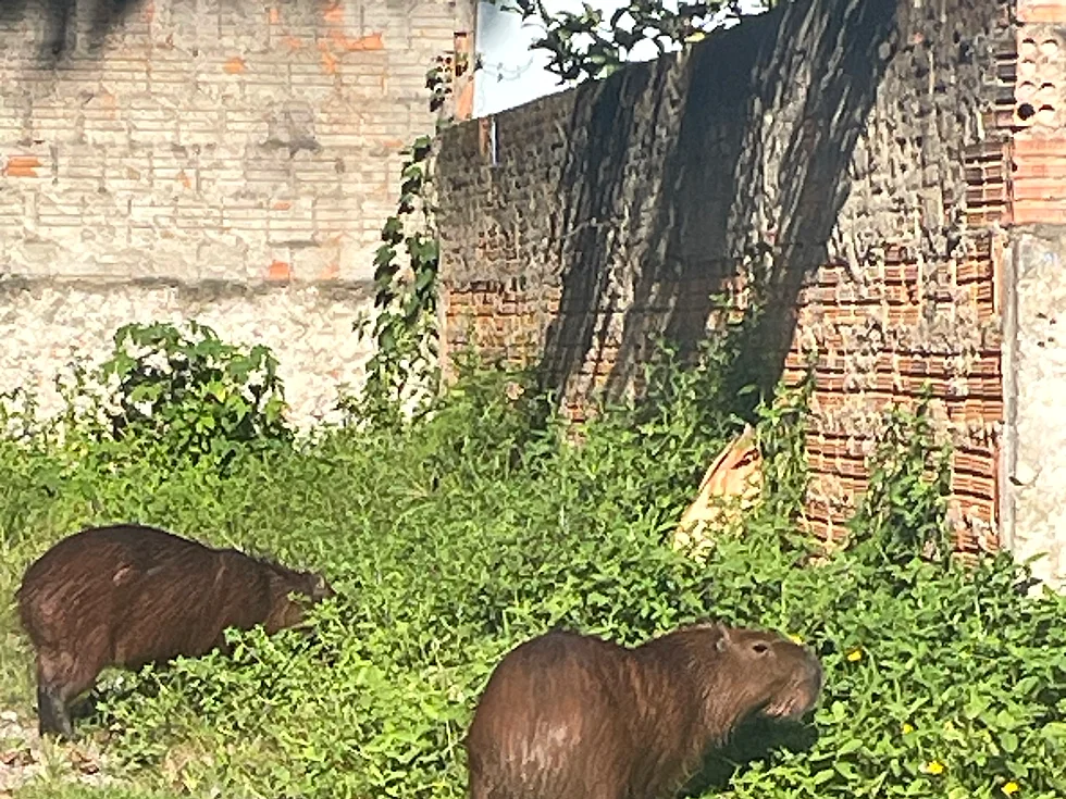 Capibaras vistas en Canto da Praia en Itapema