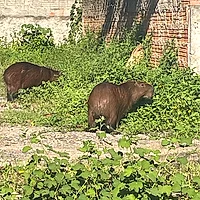 Capibaras en Itapema