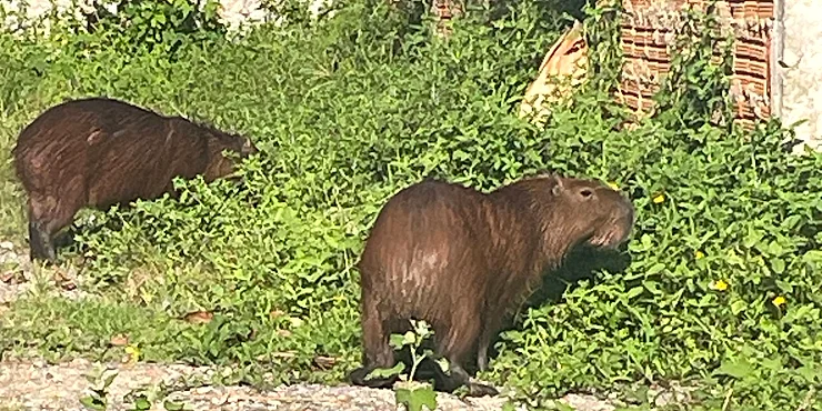 Capibaras en Itapema