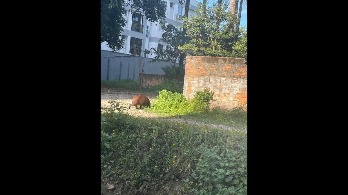 Capibara vista en un tragante cerca del Canto da Praia
