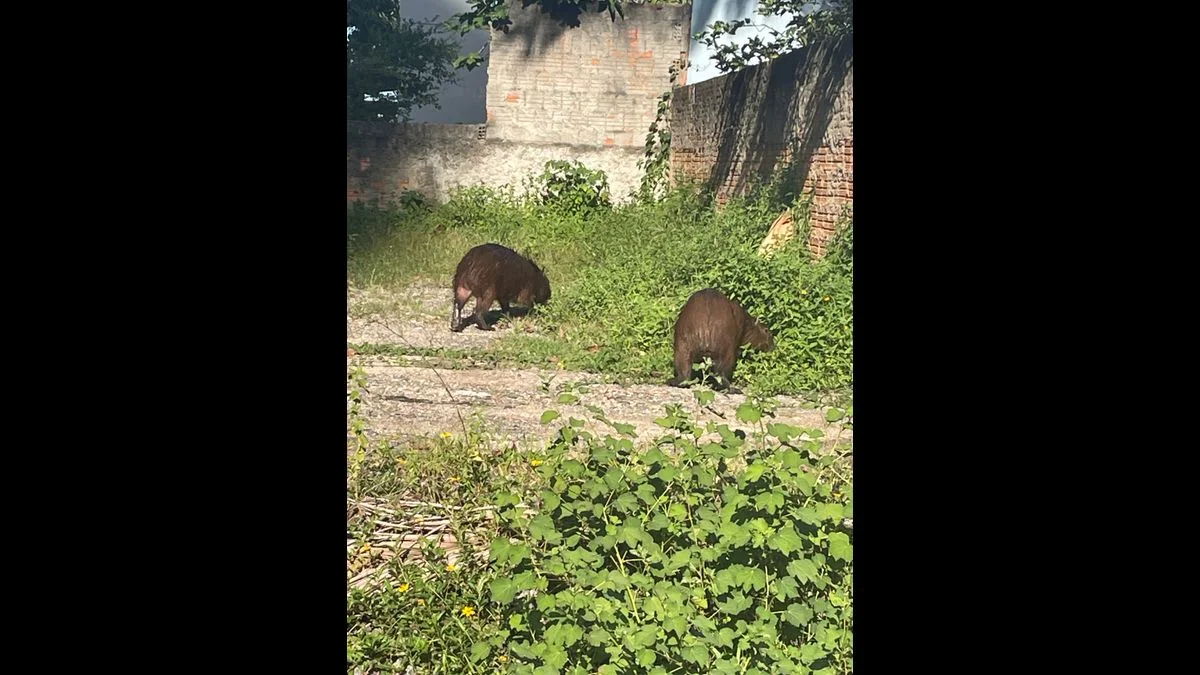 Dos capibaras comiendo hierbas cerca del Canto da Praia