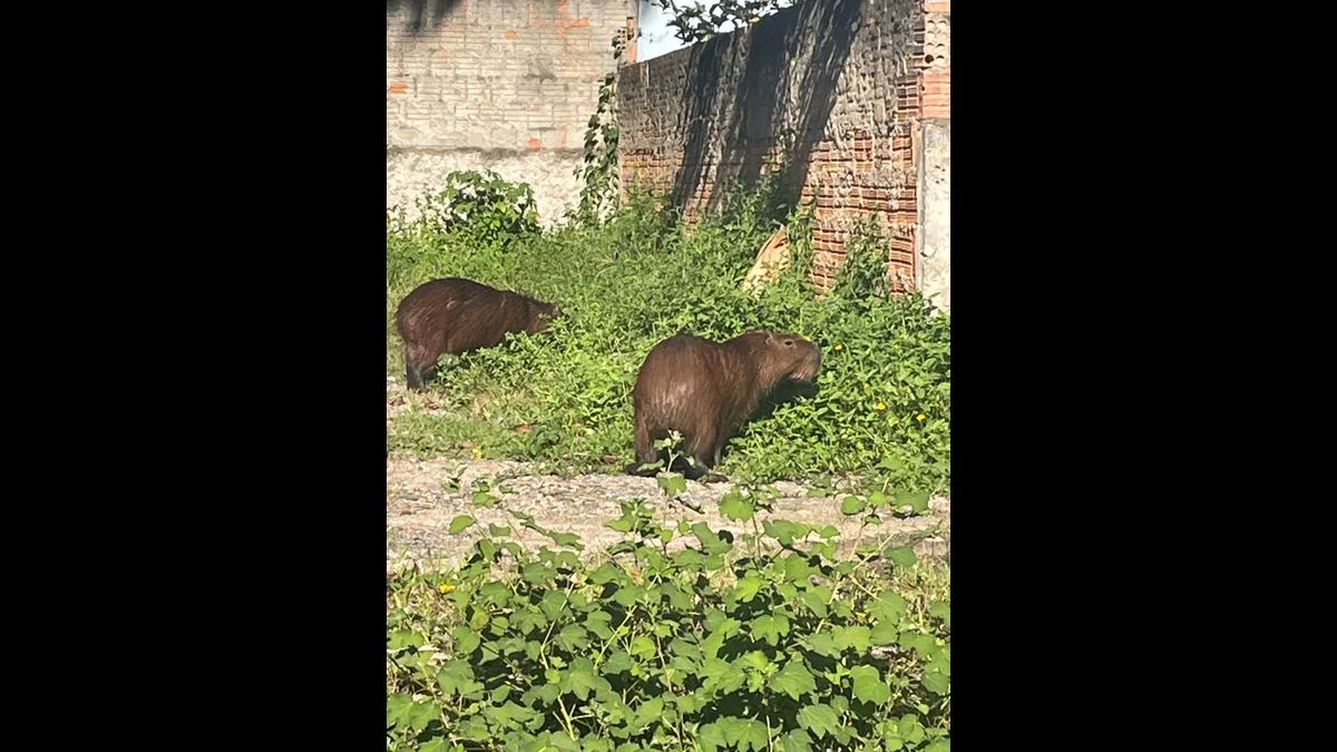 Capibaras en un terreno verde cerca del Canto da Praia