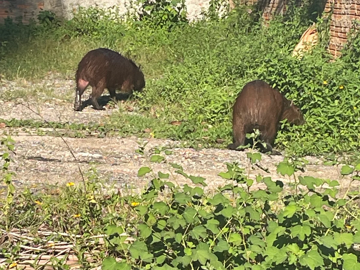 Capibaras entre vegetación cerca del Canto da Praia