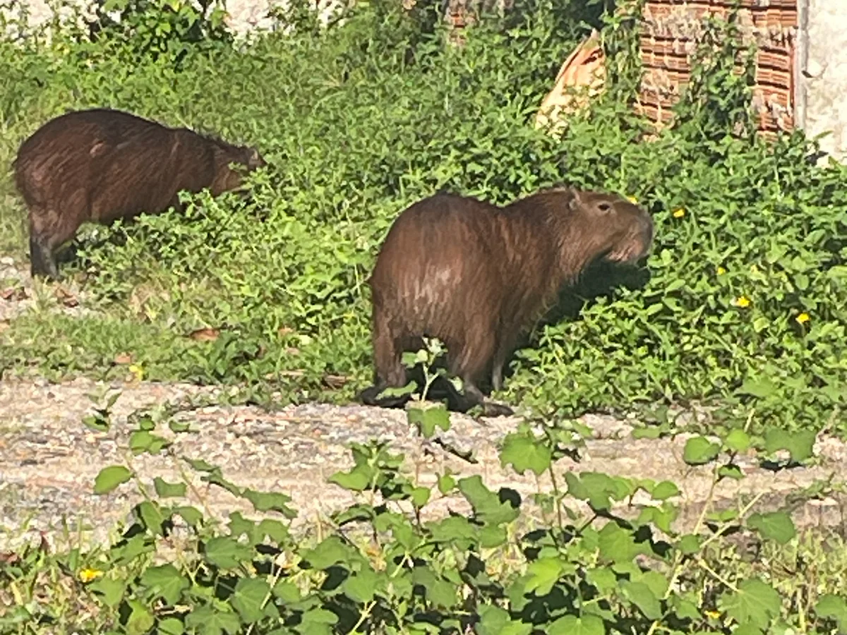Capibaras fotografiadas desde el carro en Itapema