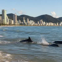 Delfines jugando cerca de la playa de Meia Praia en Itapema
