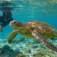 Tortuga marina nadando cerca de una persona haciendo snorkel en Bombinhas