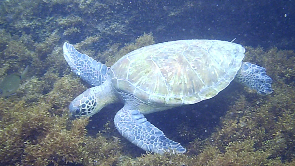 Tortuga marina nadando cerca de una playa rocosa de Bombinhas