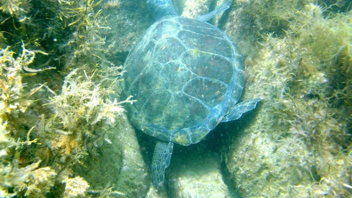 Tortuga marina alimentándose entre rocas y algas