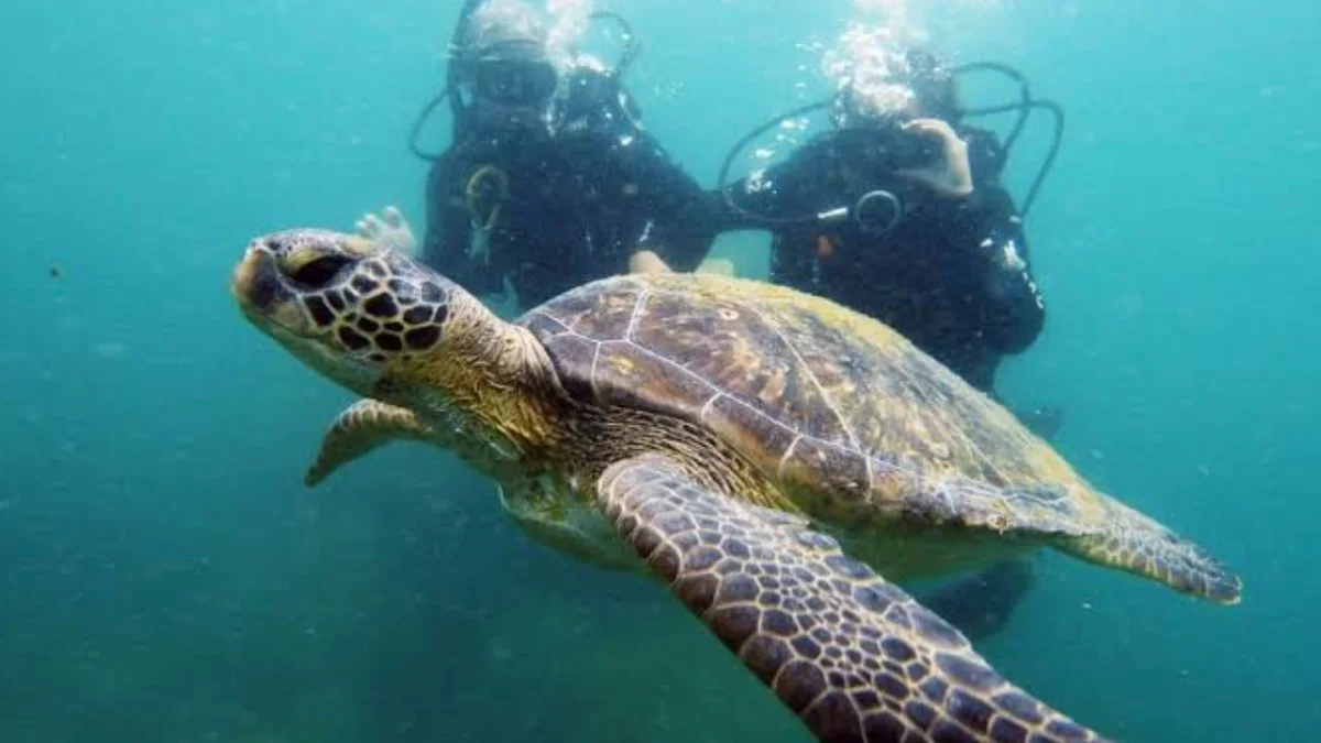 Snorkelers observando una tortuga marina a distancia