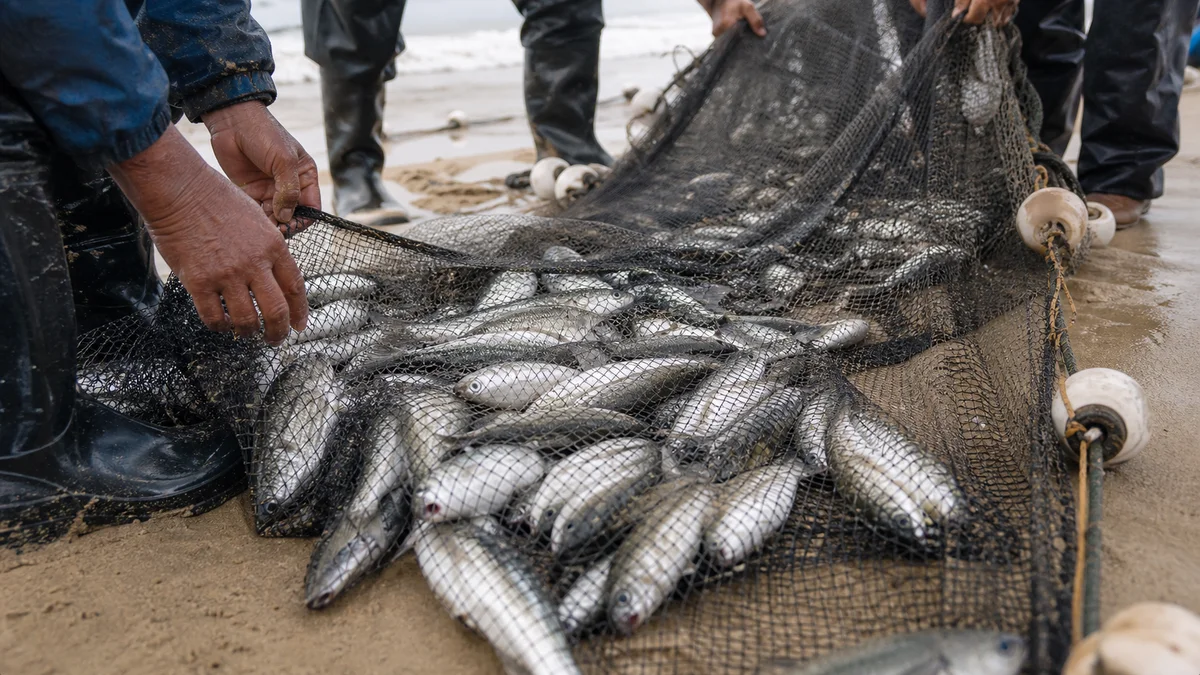 Red de pesca artesanal con tainhas en la arena